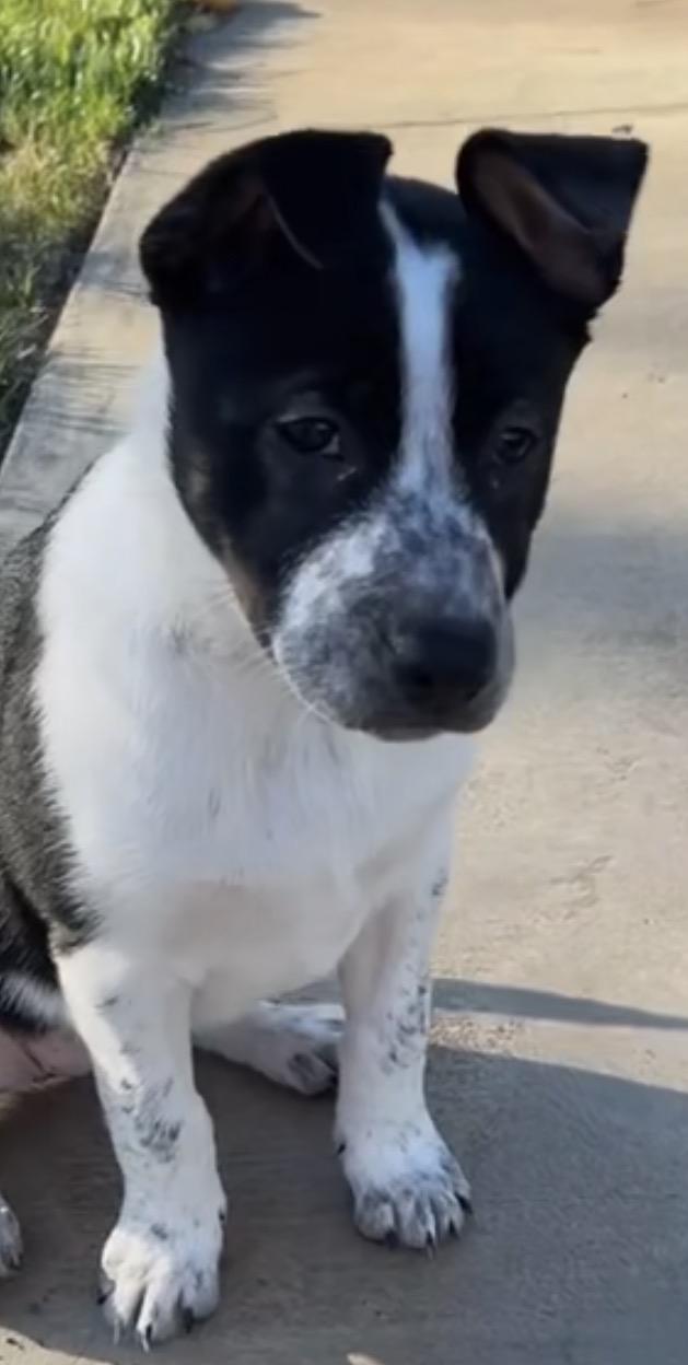 Holly, ADOPTABLE, Puppy Female Cattle Dog.