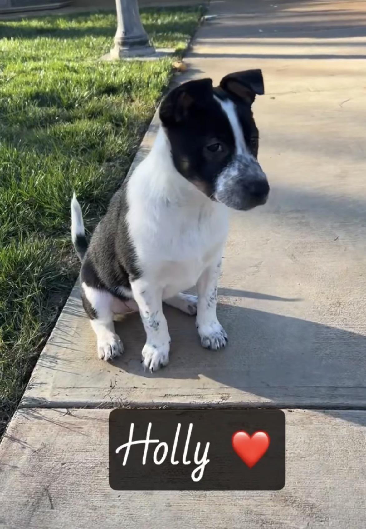 Holly, an adopted mixed breed in Knightsen, CA image 4/4