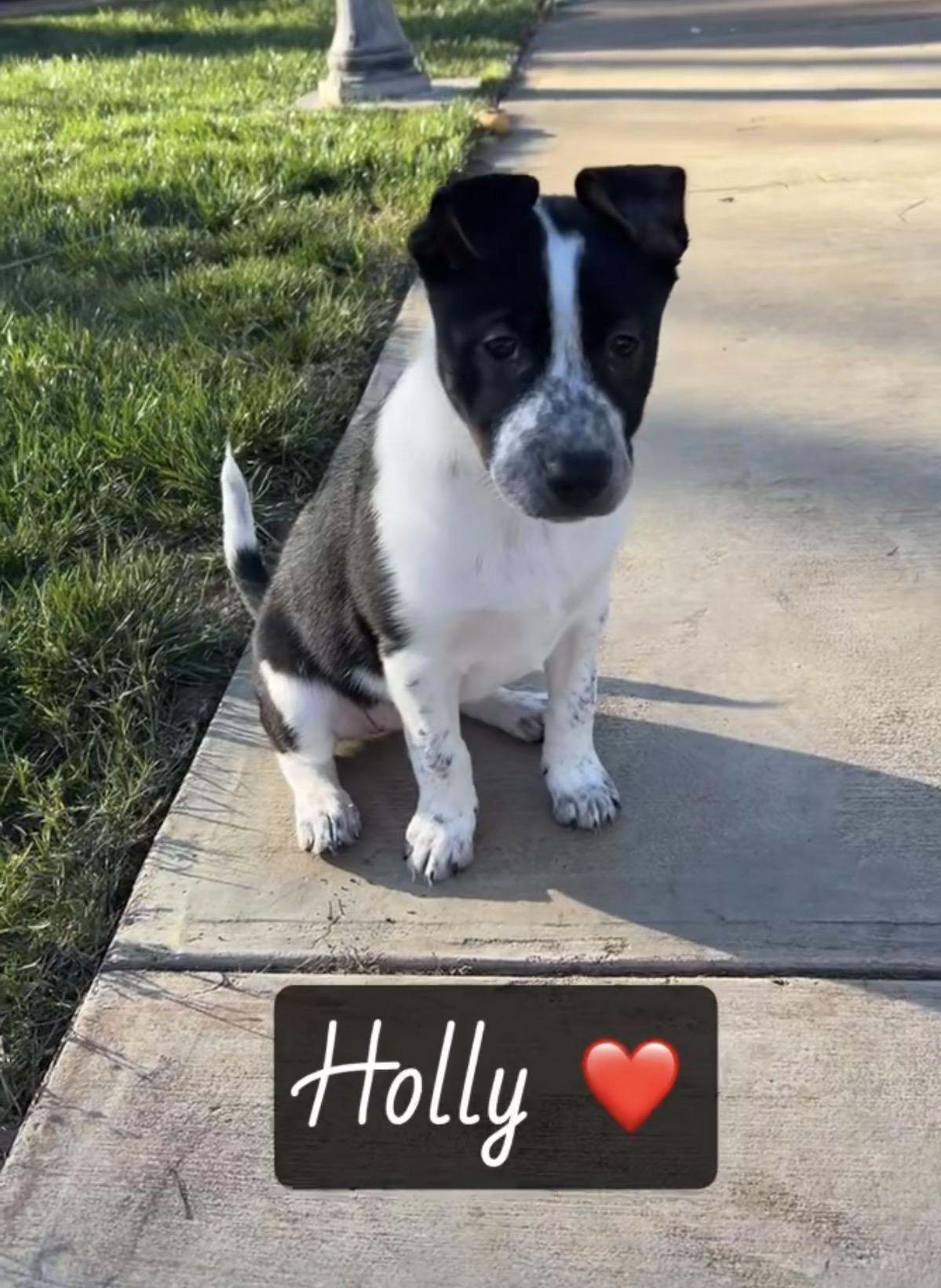 Holly, an adopted mixed breed in Knightsen, CA image 3/4