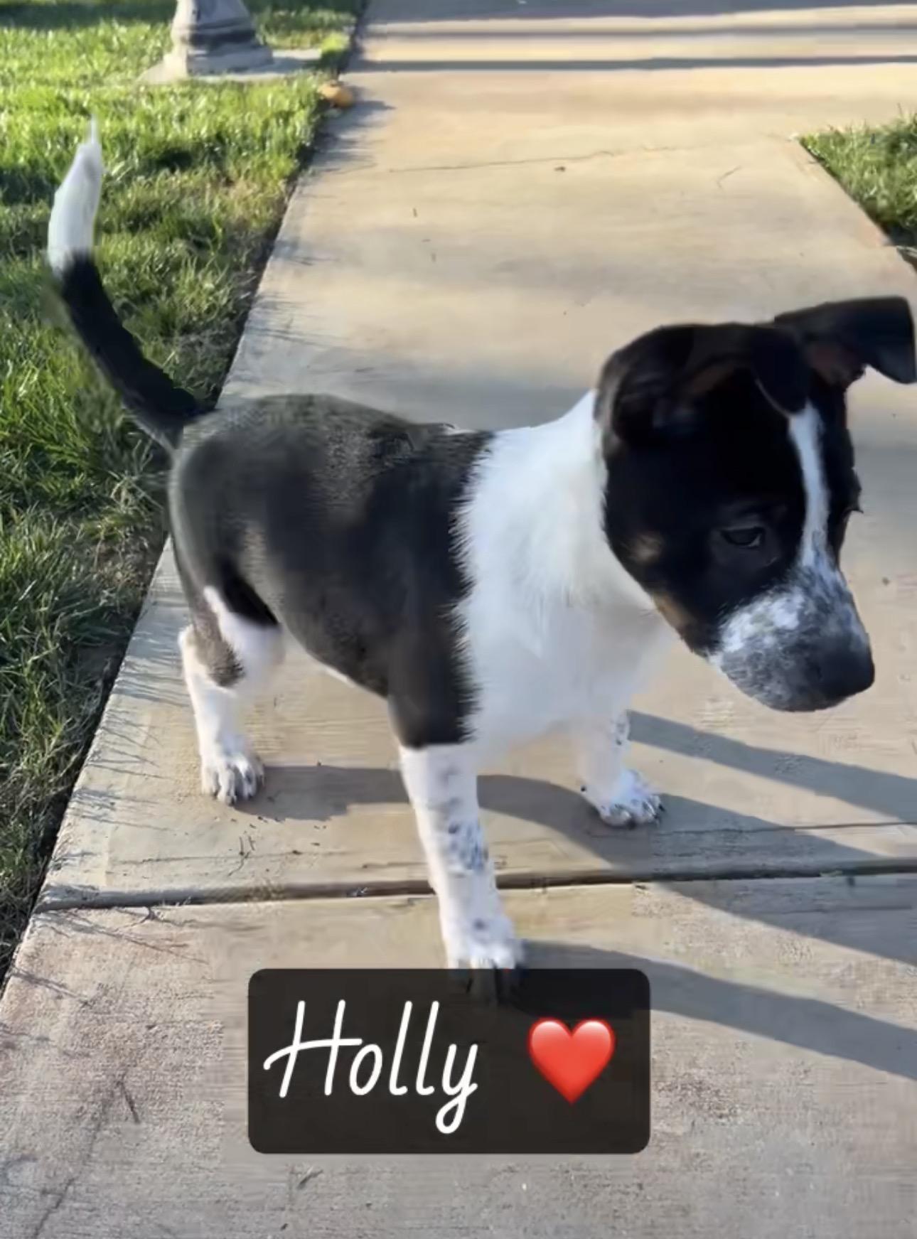 Holly, an adopted mixed breed in Knightsen, CA image 2/4
