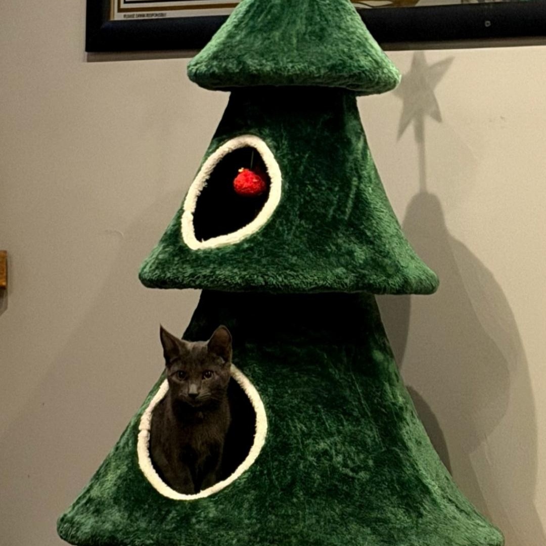 Enlarge Kaycee and Tagger (Bonded Pair), a Adoptable Domestic Short Hair in Kenhorst, PA image 1/5