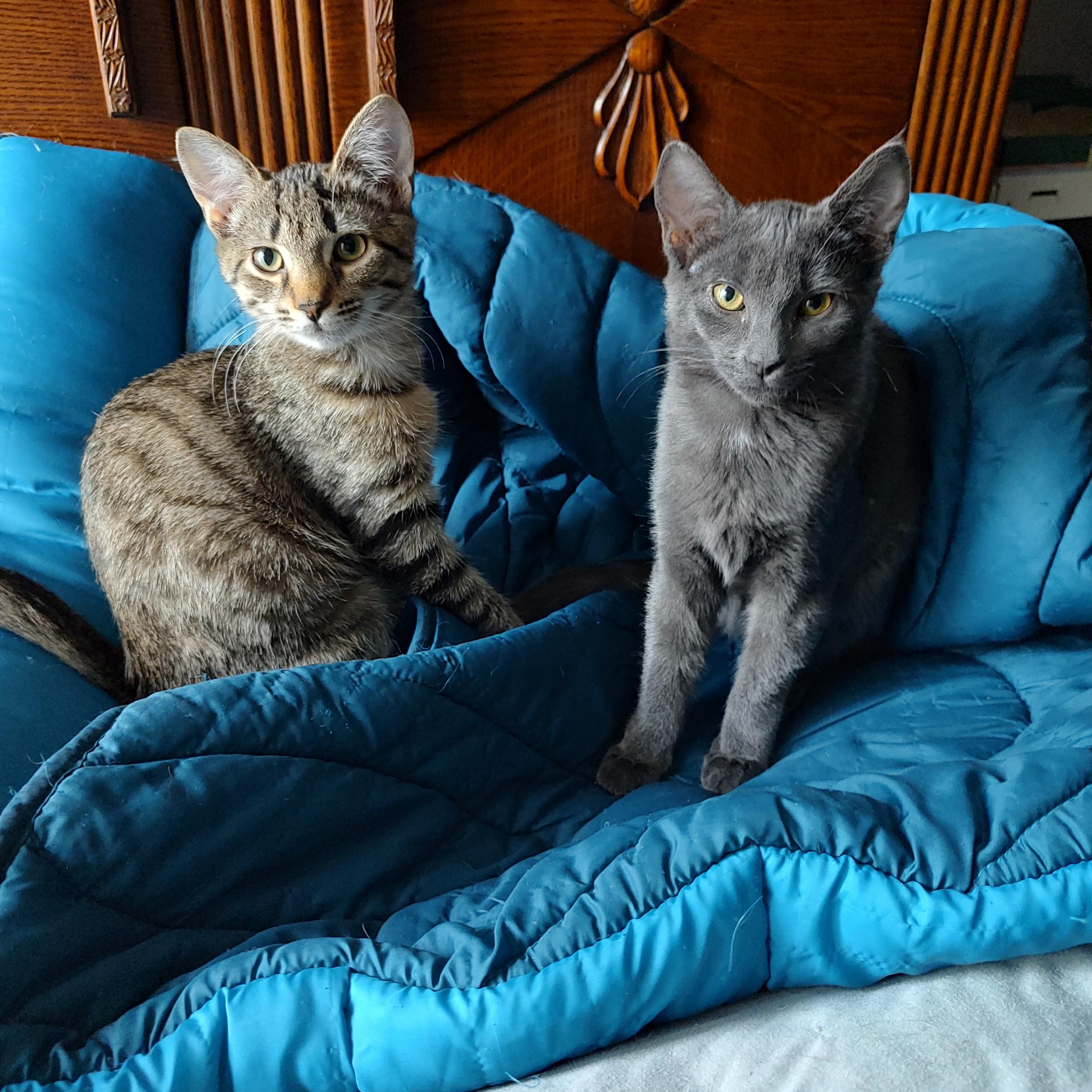 Enlarge Kaycee and Tagger (Bonded Pair), a Adoptable Domestic Short Hair in Kenhorst, PA image 2/5