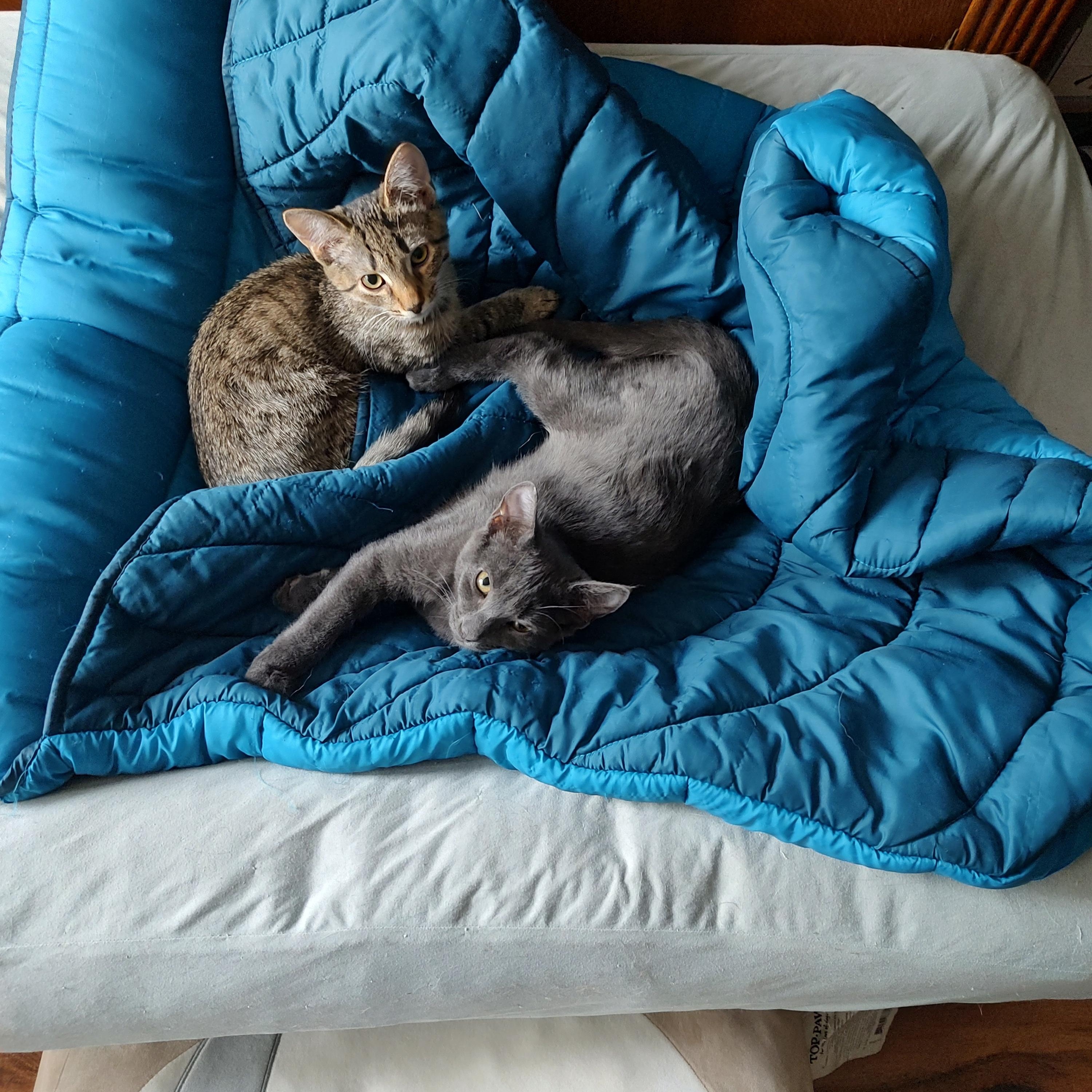 Enlarge Kaycee and Tagger (Bonded Pair), a Adoptable Domestic Short Hair in Kenhorst, PA image 3/5
