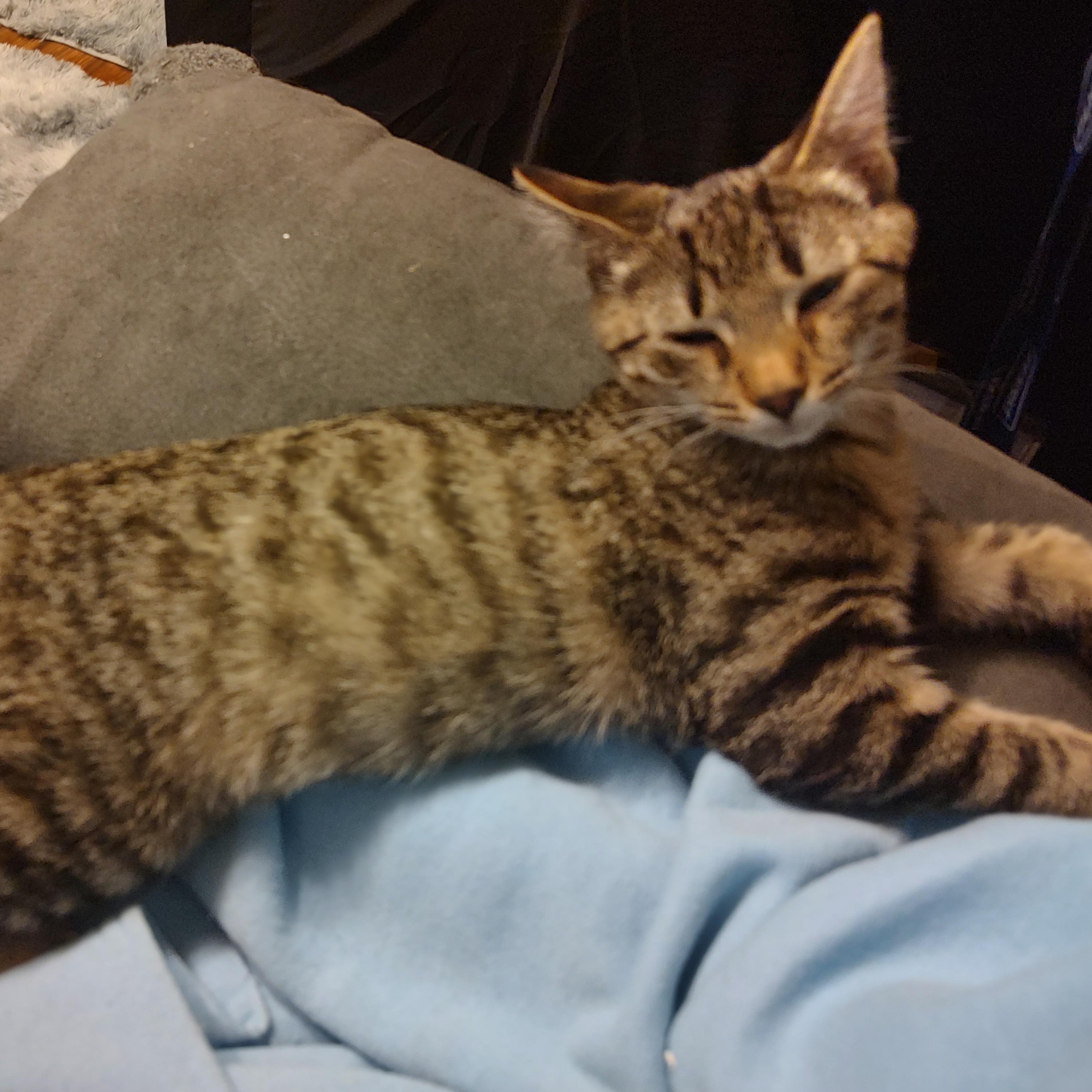 Enlarge Kaycee and Tagger (Bonded Pair), a Adoptable Domestic Short Hair in Kenhorst, PA image 4/5