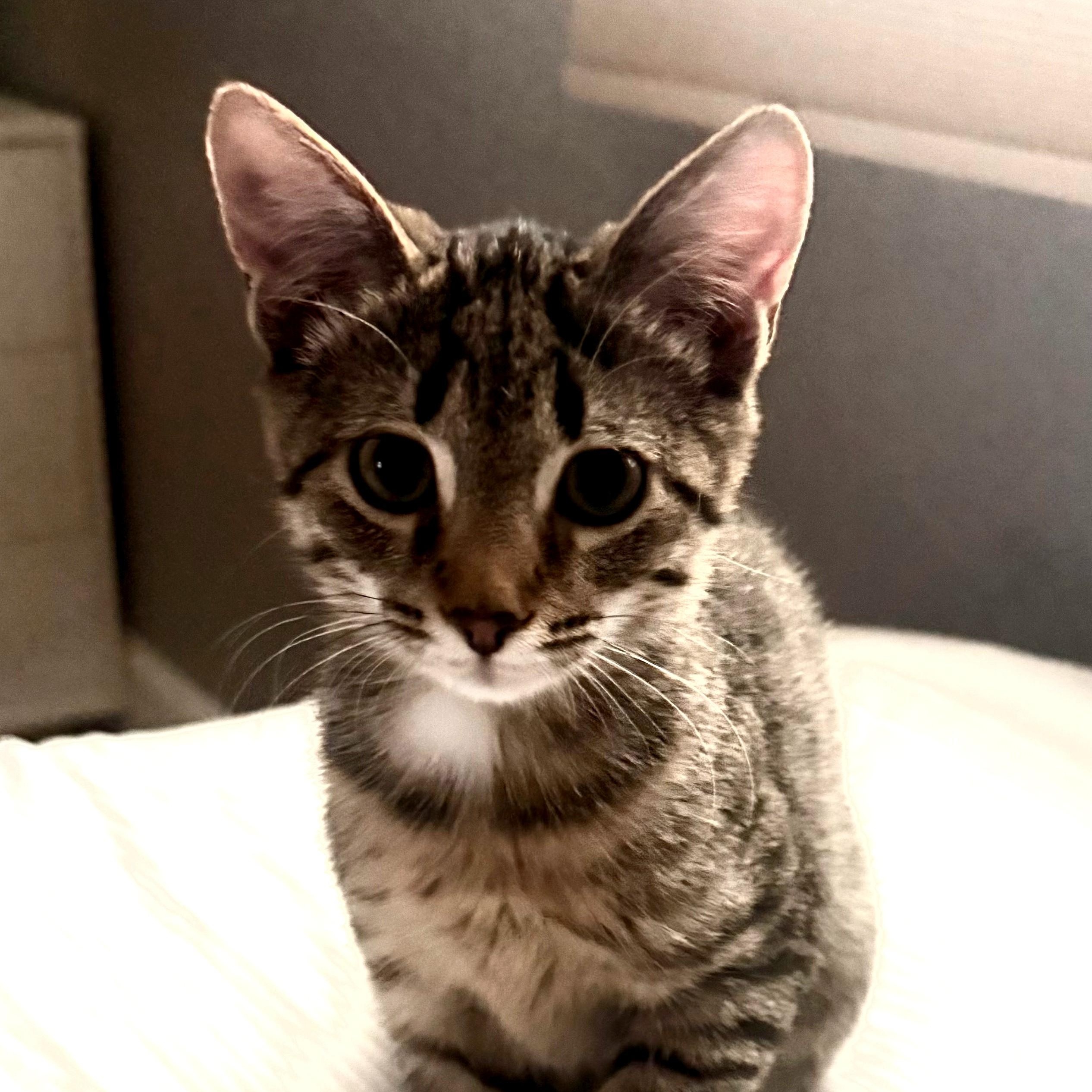 Enlarge Kaycee and Tagger (Bonded Pair), a Adoptable Domestic Short Hair in Kenhorst, PA image 5/5