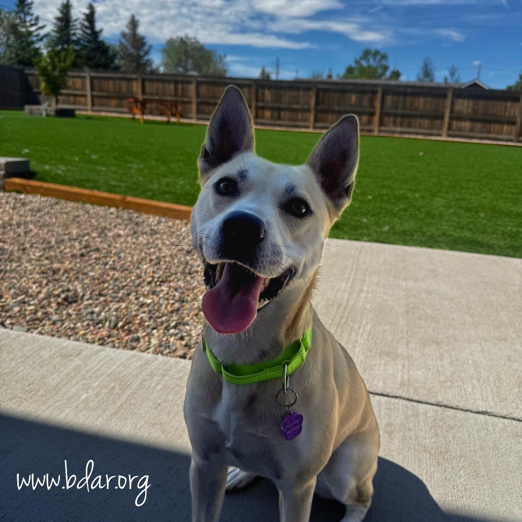 Angel, Adoptable, Adult Female Husky & Mixed Breed.