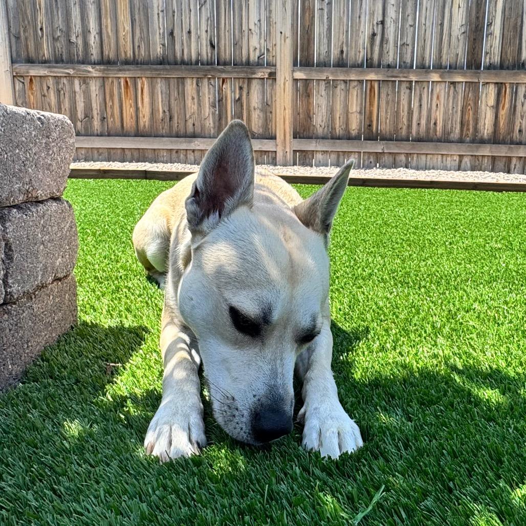Angel, a Adoptable mixed breed in Cheyenne, WY image 1/6