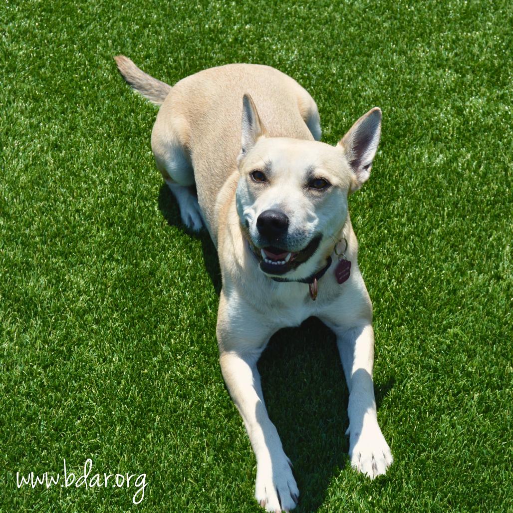 Angel, a Adoptable mixed breed in Cheyenne, WY image 2/6
