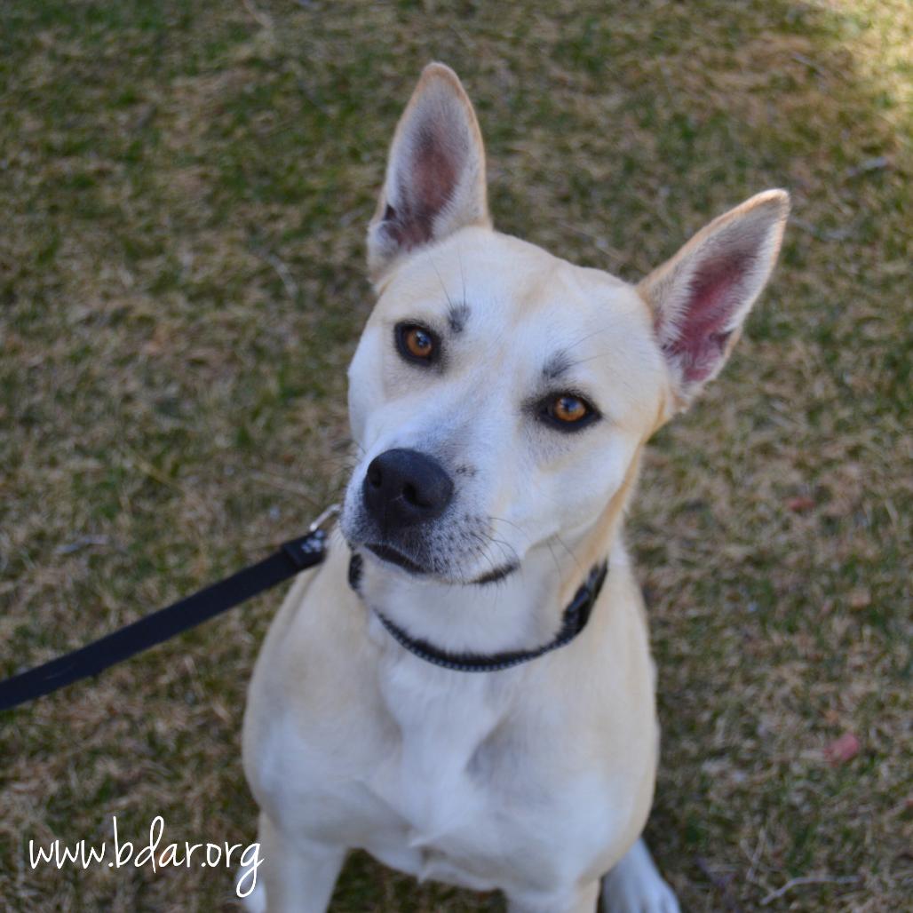 Angel, Adoptable, Young Female Husky & Mixed Breed.