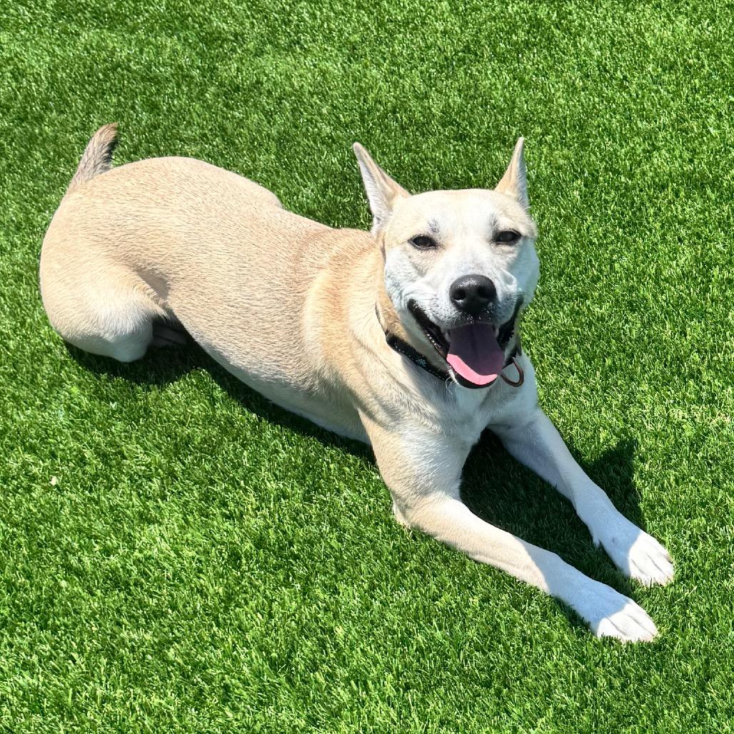 Angel, a Adoptable mixed breed in Cheyenne, WY image 4/6