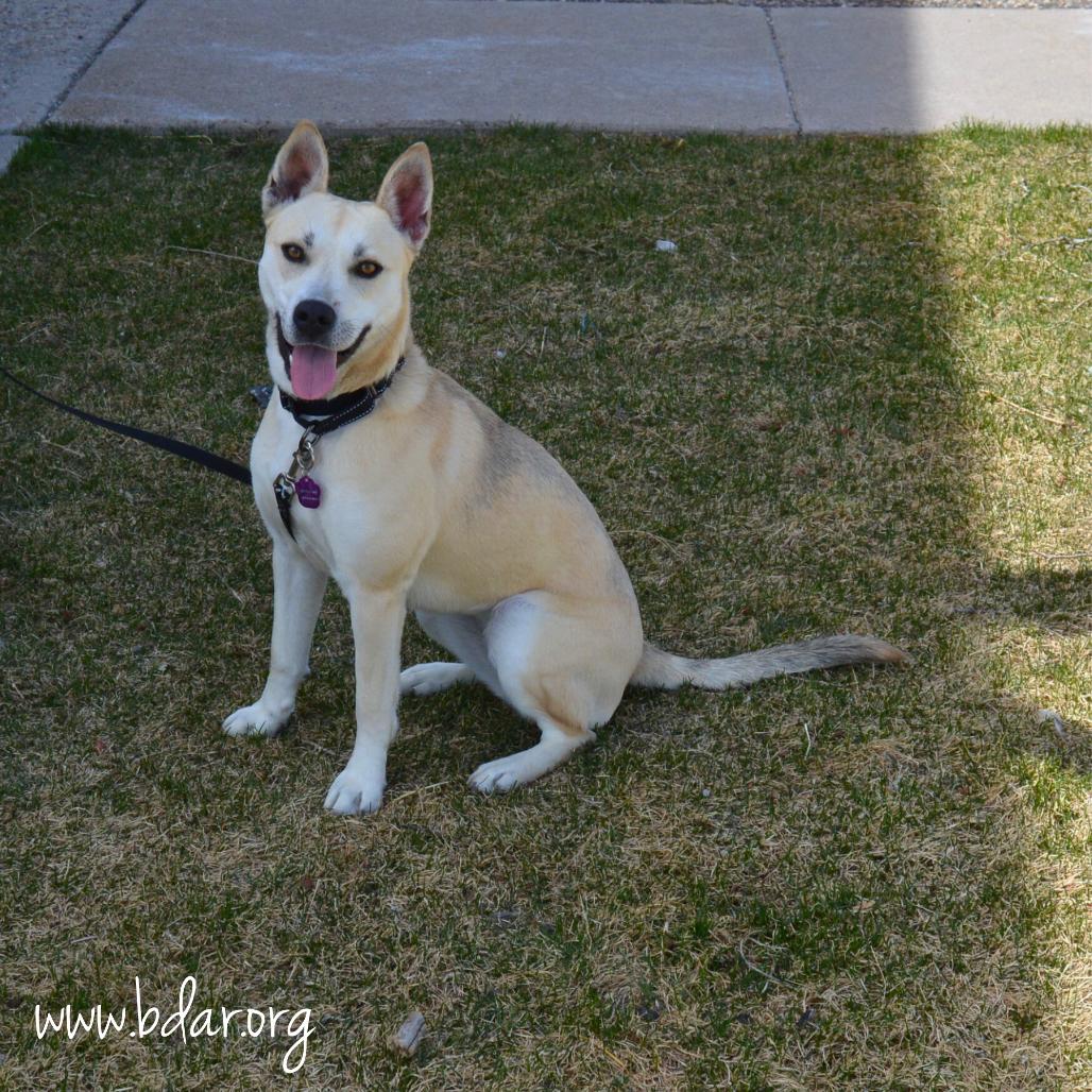 Enlarge Angel, a Adoptable mixed breed in Cheyenne, WY image 2/2