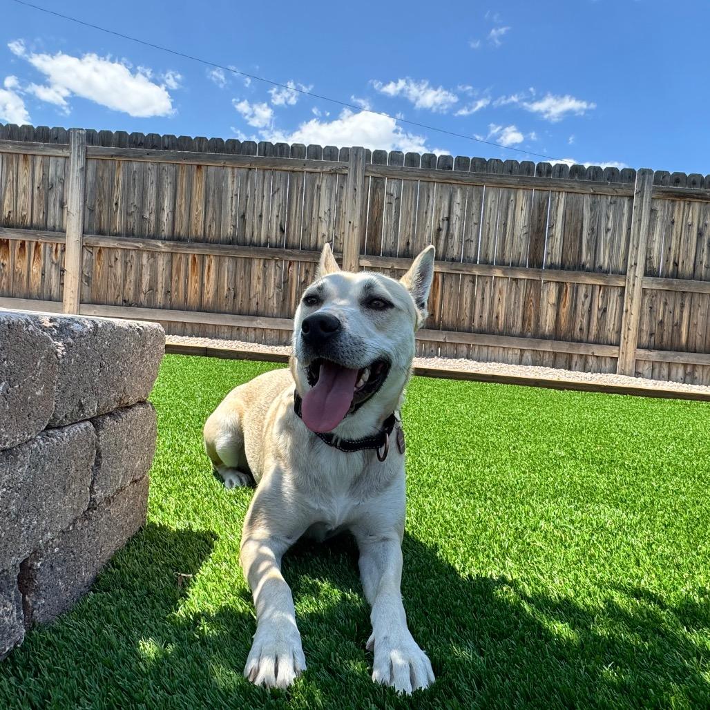 Angel, a Adoptable mixed breed in Cheyenne, WY image 6/6