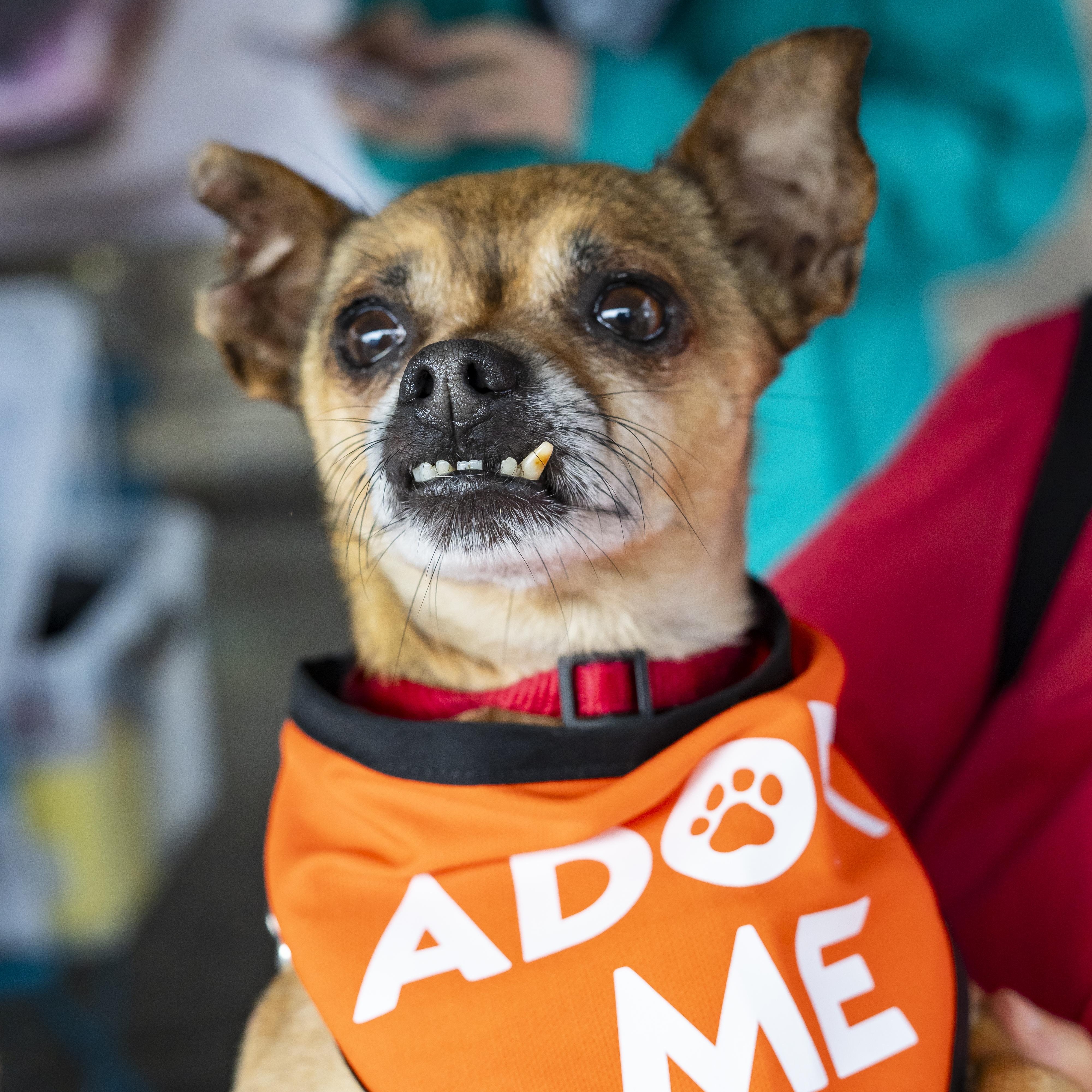 Ricken Hale, Adult Male Chihuahua
