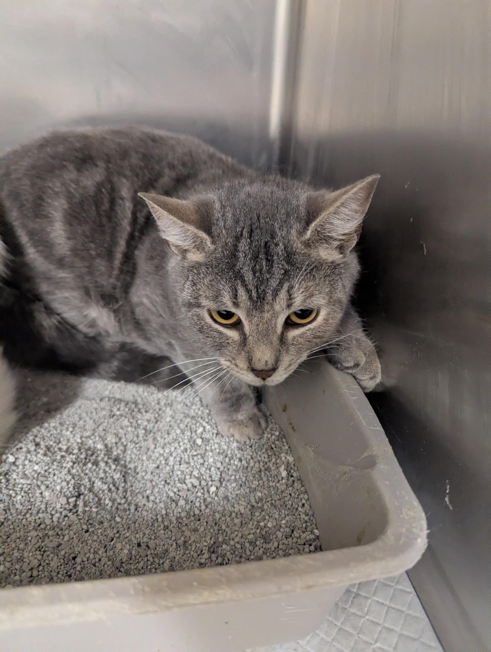 Enlarge Cameo18337D (ADOPTED), an adopted Domestic Short Hair in Rocky Mount, NC image 2/2