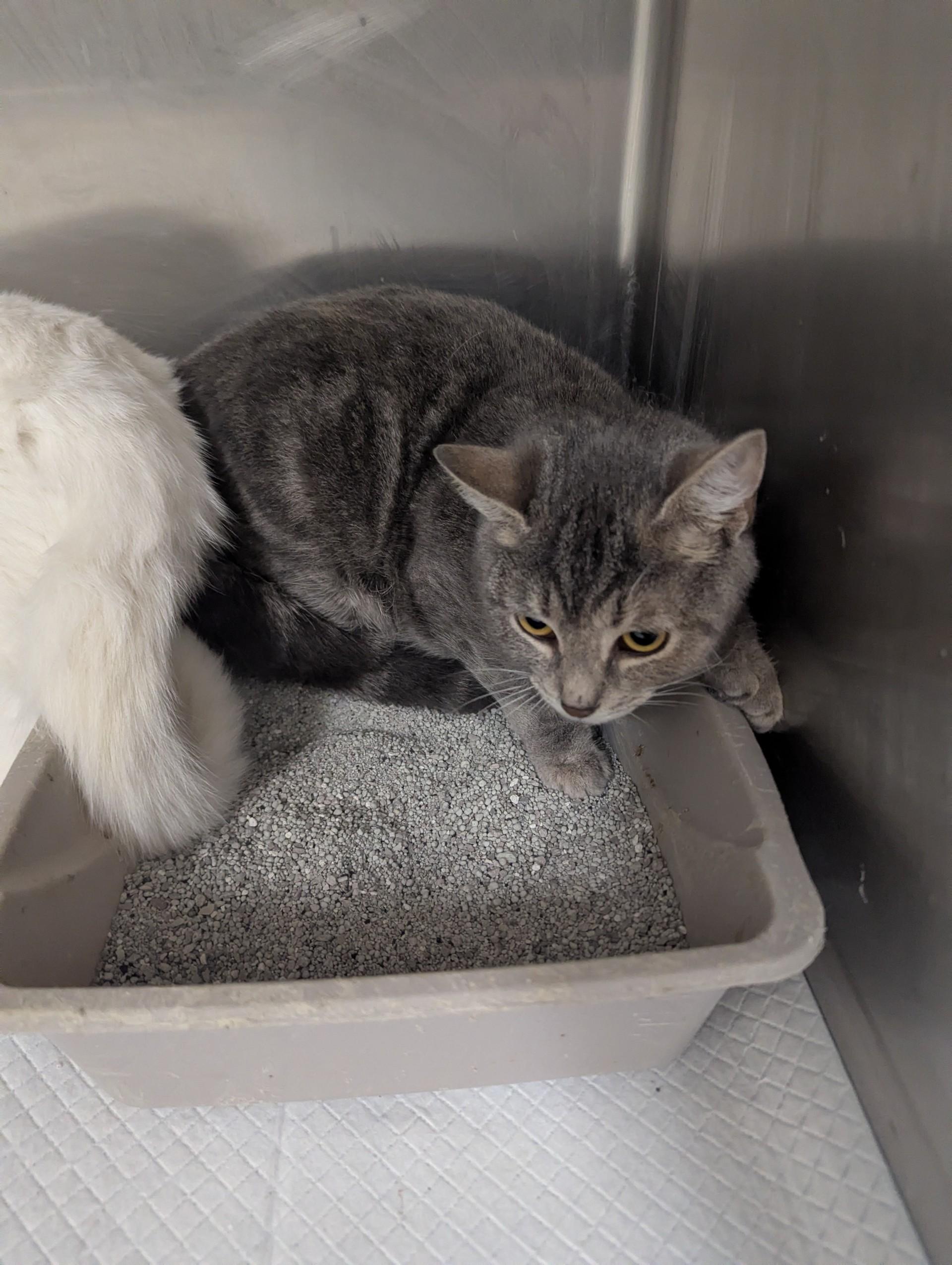 Cameo18337D, ADOPTABLE, Young Female Domestic Short Hair.