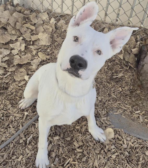 Enlarge JACK, a Adoptable mixed breed in Albuquerque, NM image 1/1