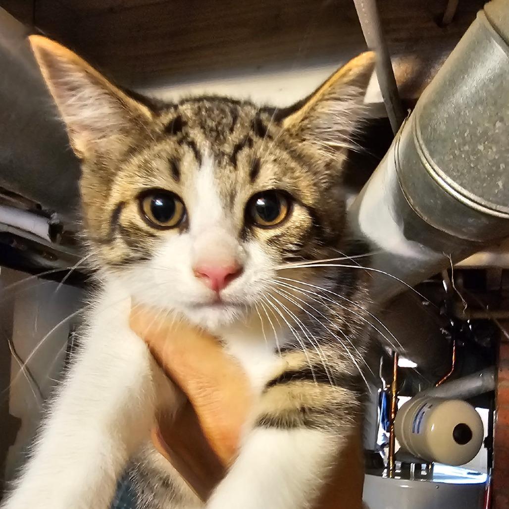 Odette, Adoptable, Kitten Female Domestic Short Hair.
