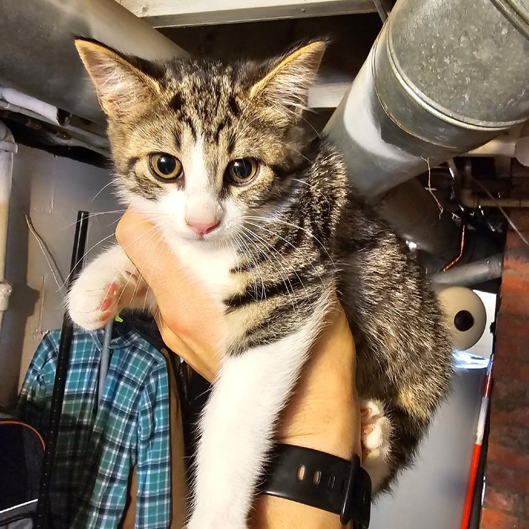 Odette, a Adoptable Domestic Short Hair in Southington, OH image 2/2