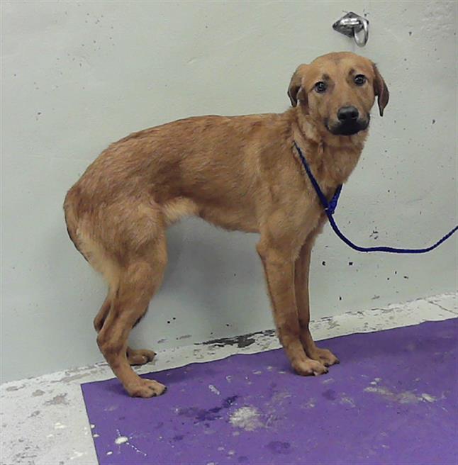 FINN, Adoptable, Young Male Labrador Retriever & Mixed Breed.
