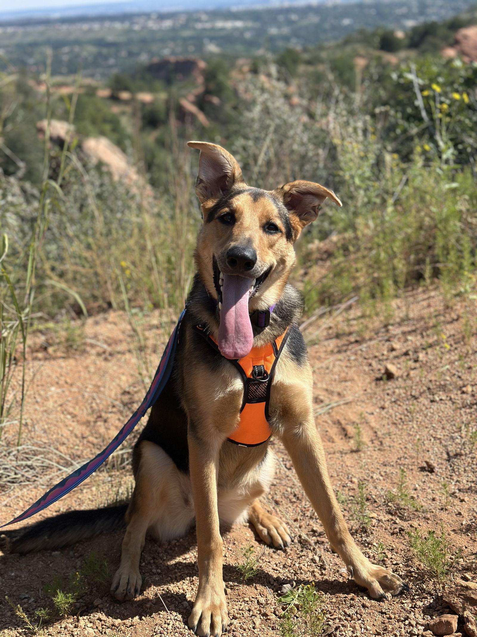 Sunset Sage Koda, a Adoptable German Shepherd Dog in Lakewood, CO image 1/2