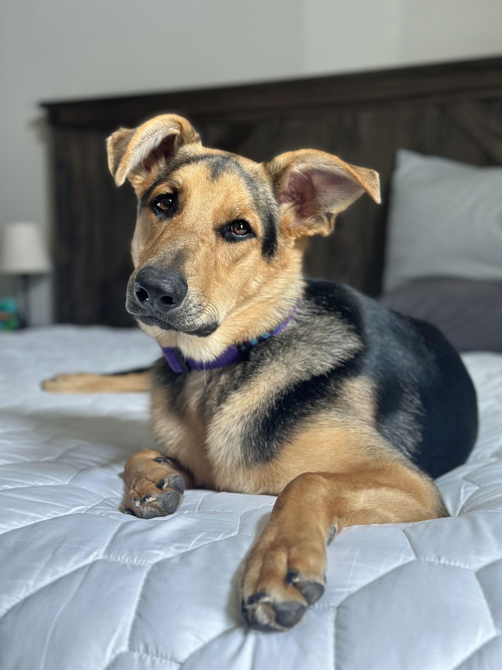 Sunset Sage Koda, a Adoptable German Shepherd Dog in Lakewood, CO image 2/2