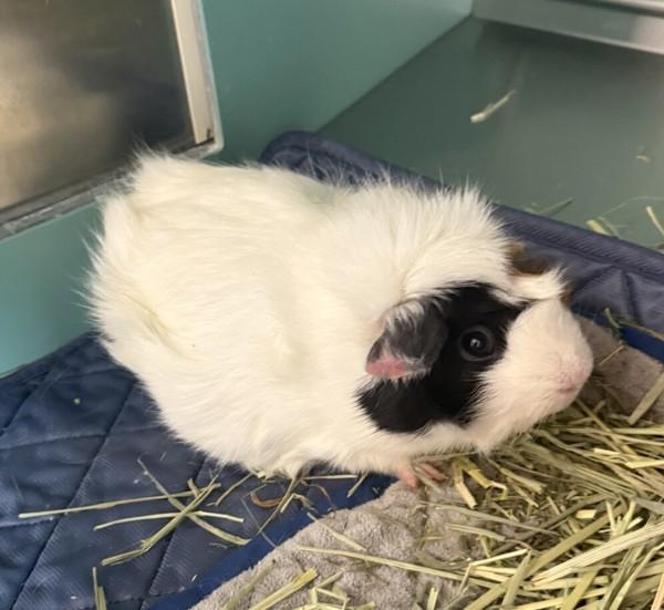 Stella, Adoptable, Adult Female Guinea Pig.