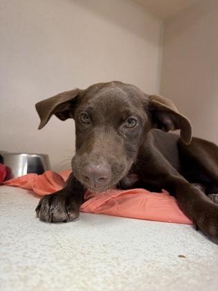 Enlarge Lil Anne, a Adoptable mixed breed in East Brookfield, MA image 1/1