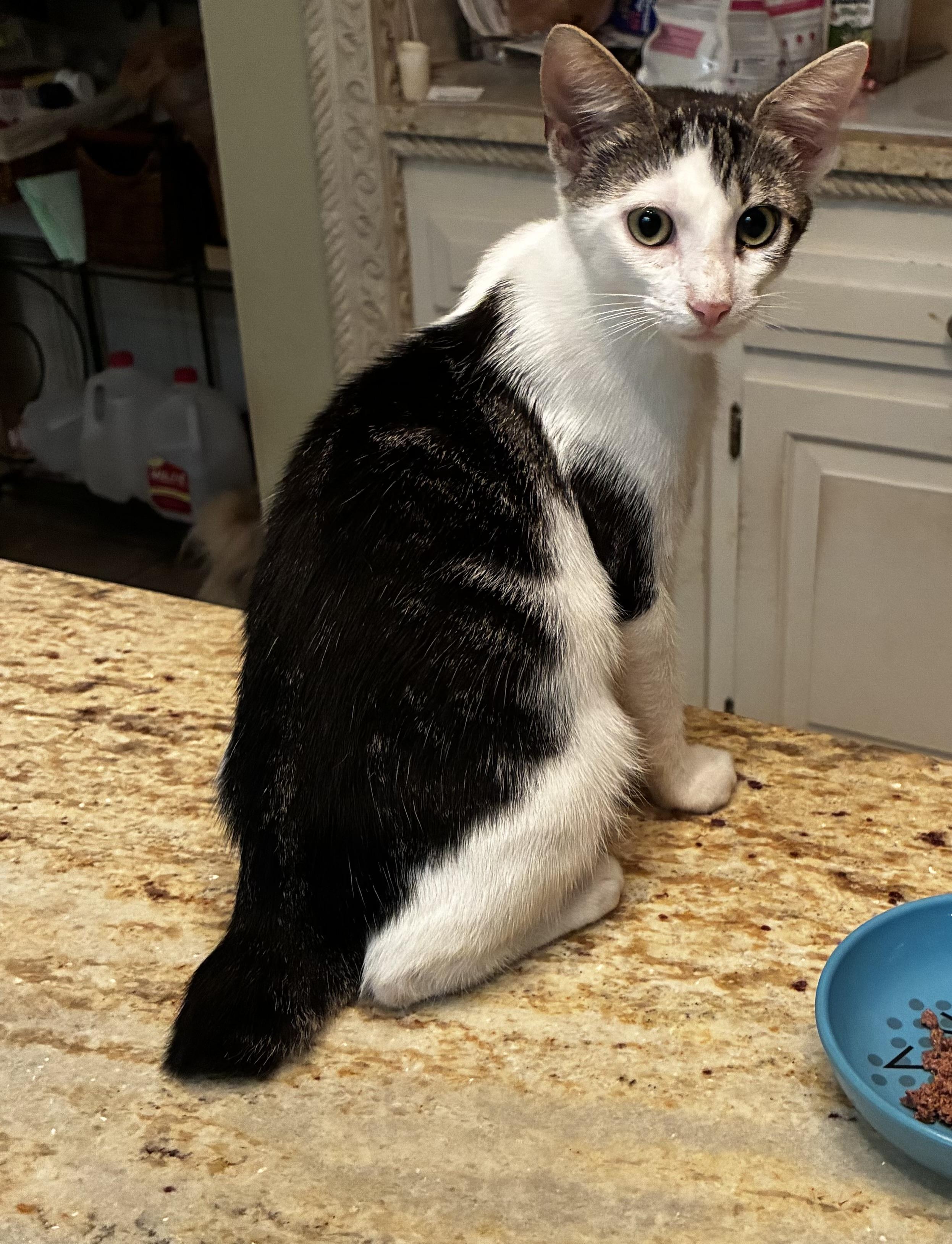 Mr. Bob (bobtail), ADOPTABLE, Kitten • Male, American Bobtail.