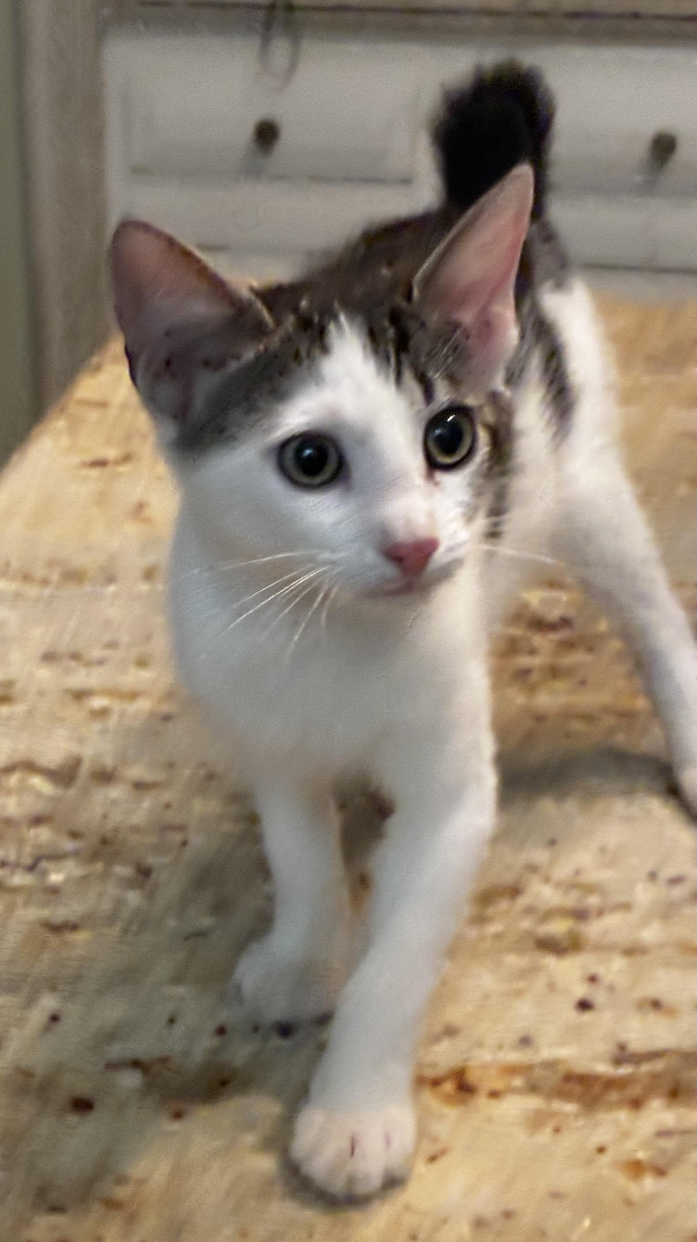 Enlarge Mr. Bob (bobtail), a Adoptable American Bobtail in Mobile, AL image 3/3