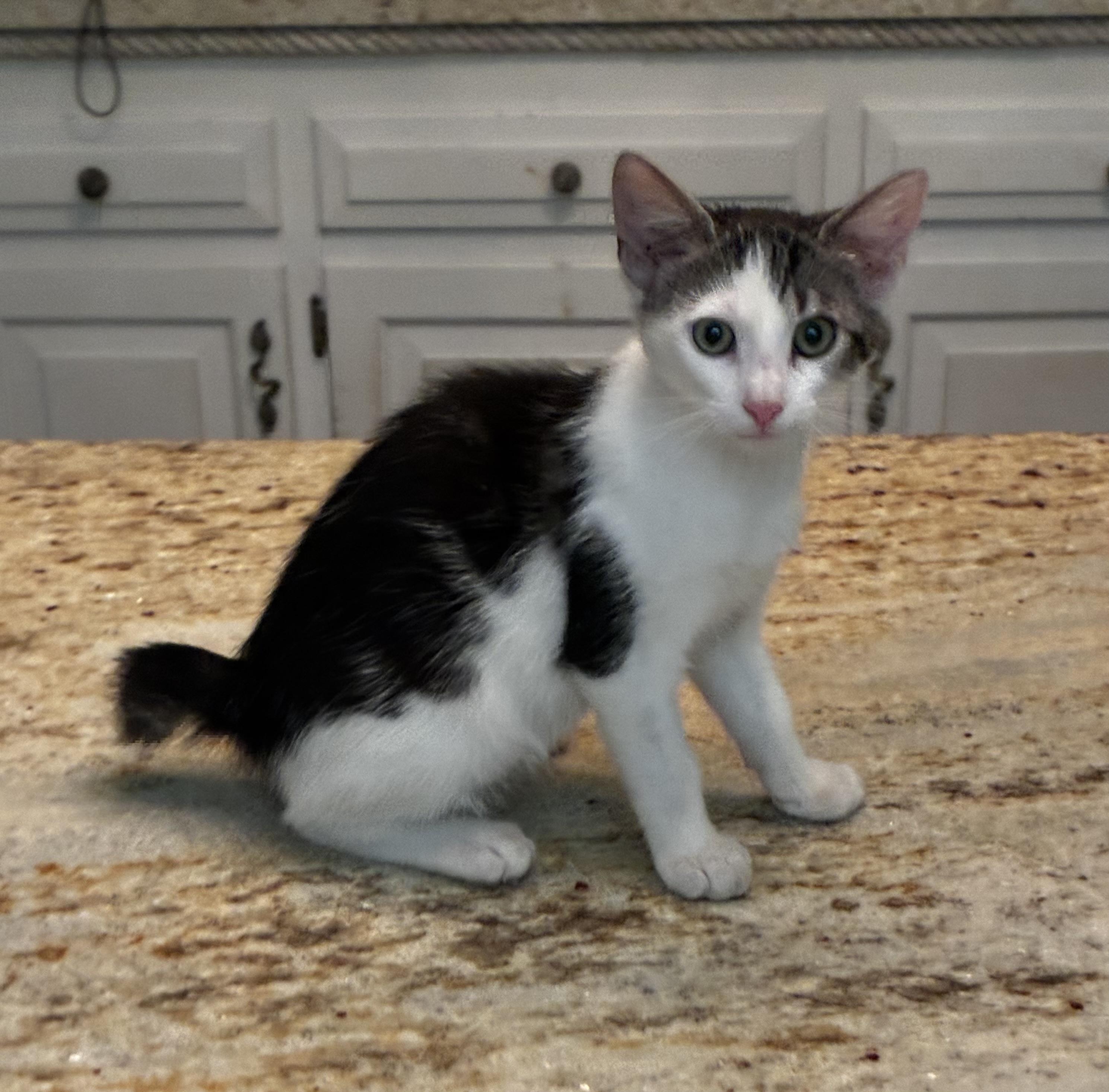 Enlarge Mr. Bob (bobtail), a Adoptable American Bobtail in Mobile, AL image 2/3