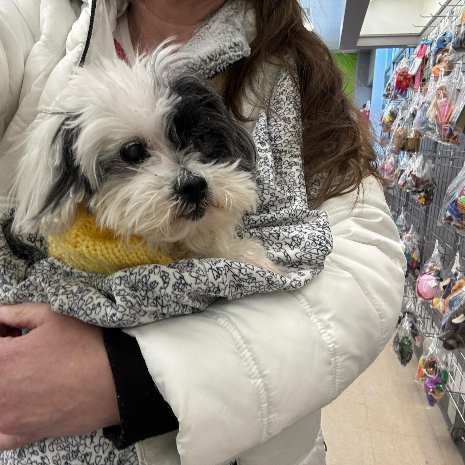 Enlarge Cookie, a ADOPTABLE mixed breed in Foster, RI image 3/6