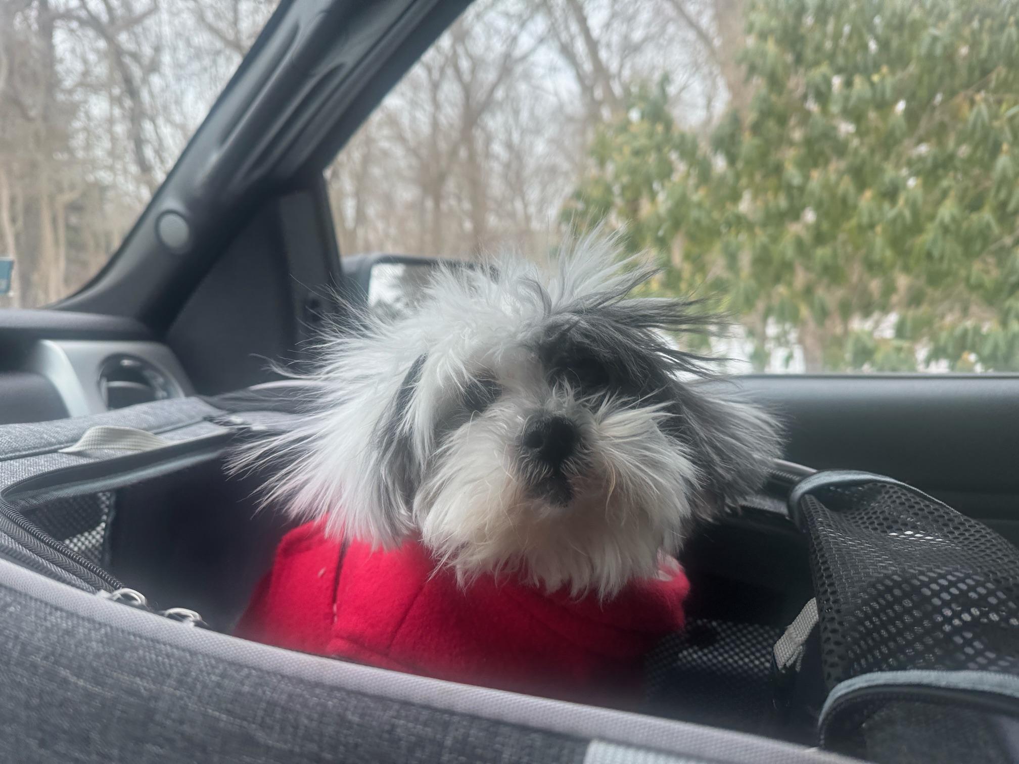 Enlarge Cookie, a ADOPTABLE mixed breed in Foster, RI image 4/6