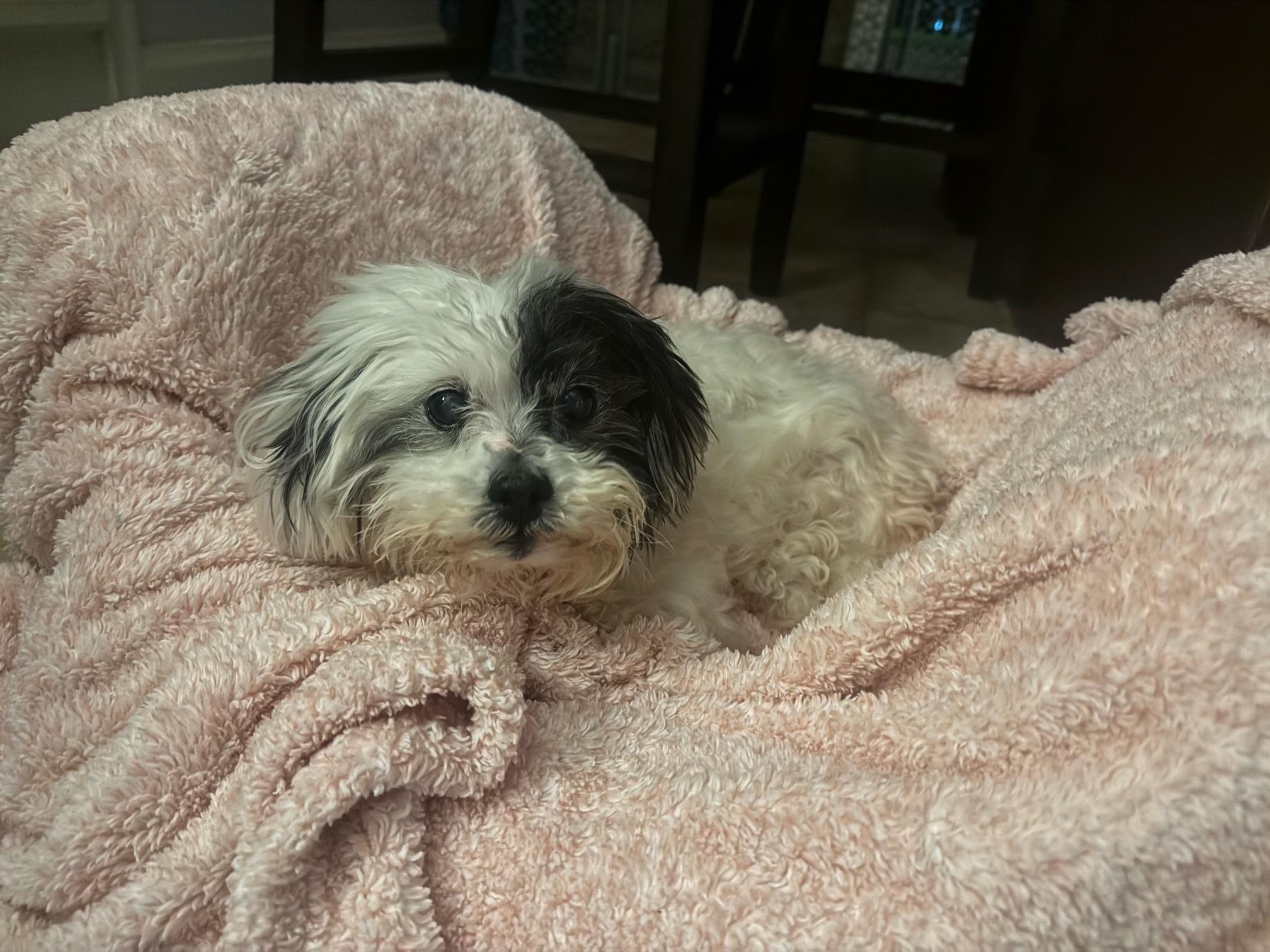 Enlarge Cookie, a ADOPTABLE mixed breed in Foster, RI image 6/6