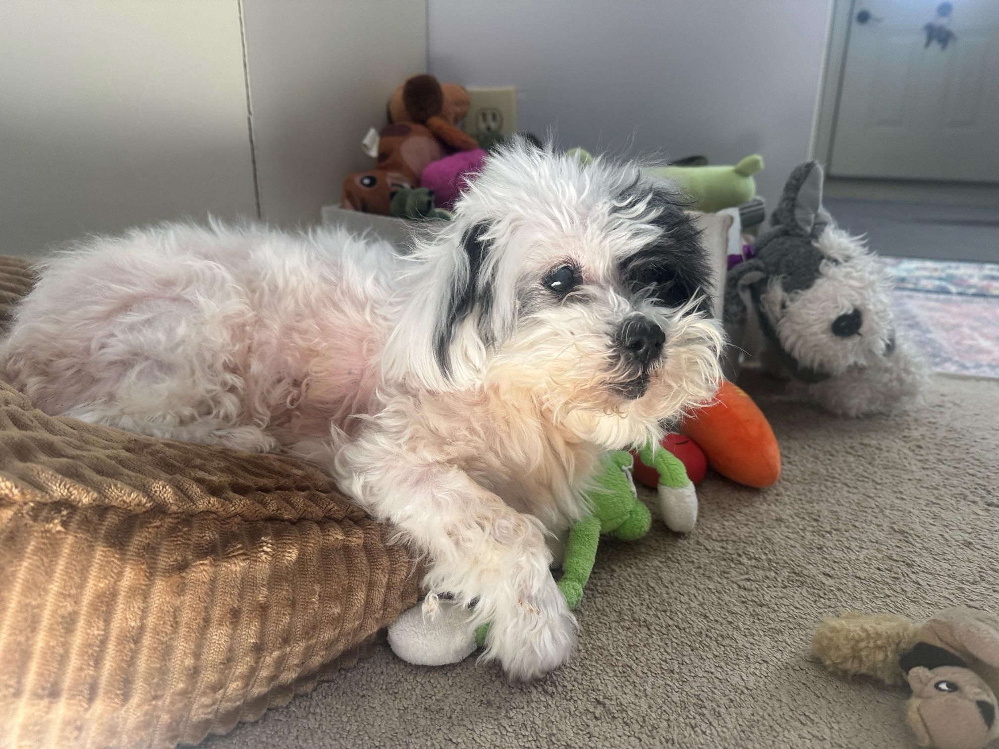 Cookie, ADOPTABLE, Senior Female Shih Tzu.