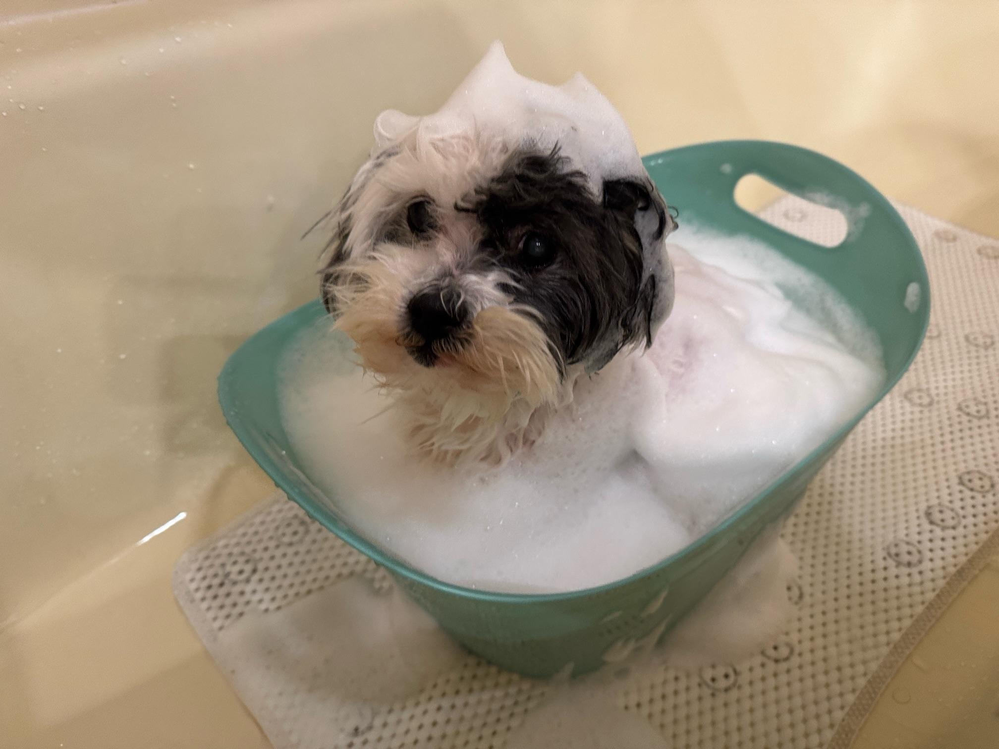 Enlarge Cookie, a ADOPTABLE mixed breed in Foster, RI image 2/6