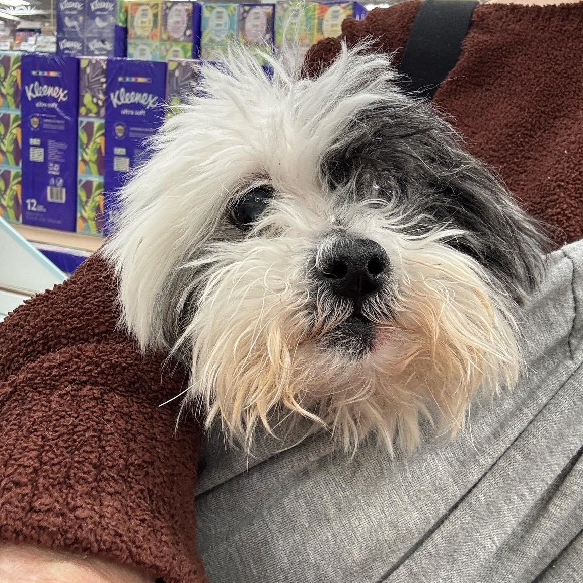 Enlarge Cookie, a ADOPTABLE mixed breed in Foster, RI image 5/6