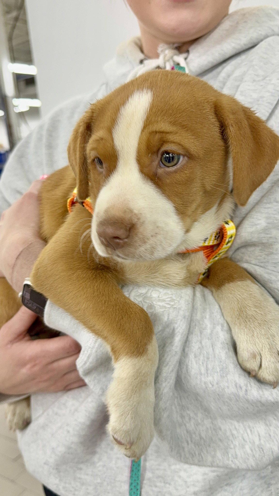 Marge, Adopted, Puppy Female Mixed Breed.