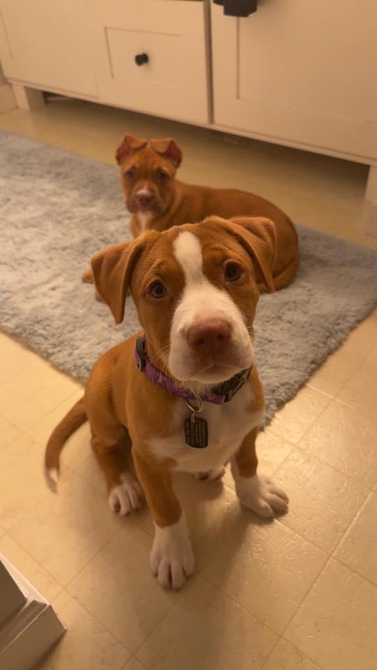 Marge, a Adopted Mixed Breed in Shelburne, VT image 3/3
