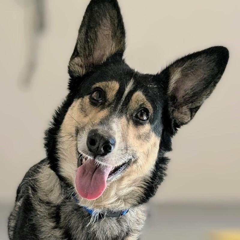 Simba, a Adoptable mixed breed in Yankton, SD image 1/6