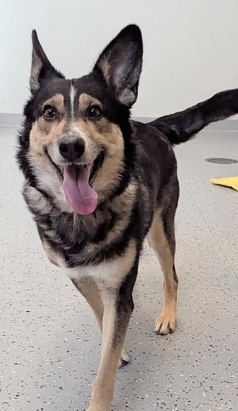 Simba, a Adoptable mixed breed in Yankton, SD image 2/6