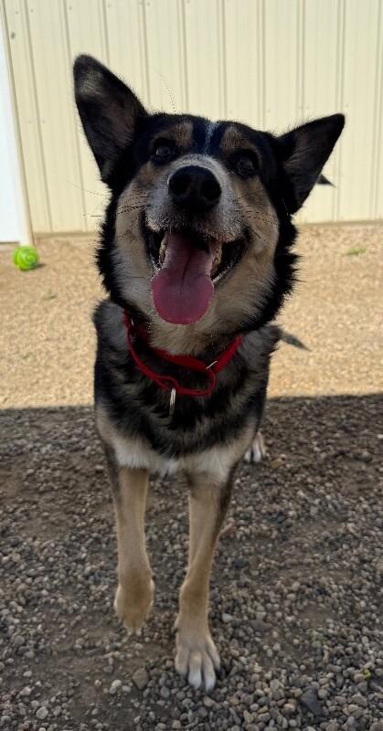 Simba, a Adoptable mixed breed in Yankton, SD image 3/6