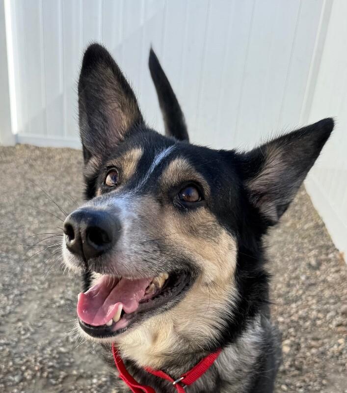 Simba, a Adoptable mixed breed in Yankton, SD image 4/6