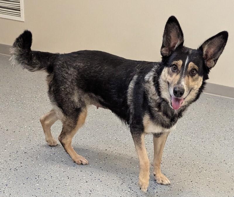 Simba, a Adoptable mixed breed in Yankton, SD image 5/6
