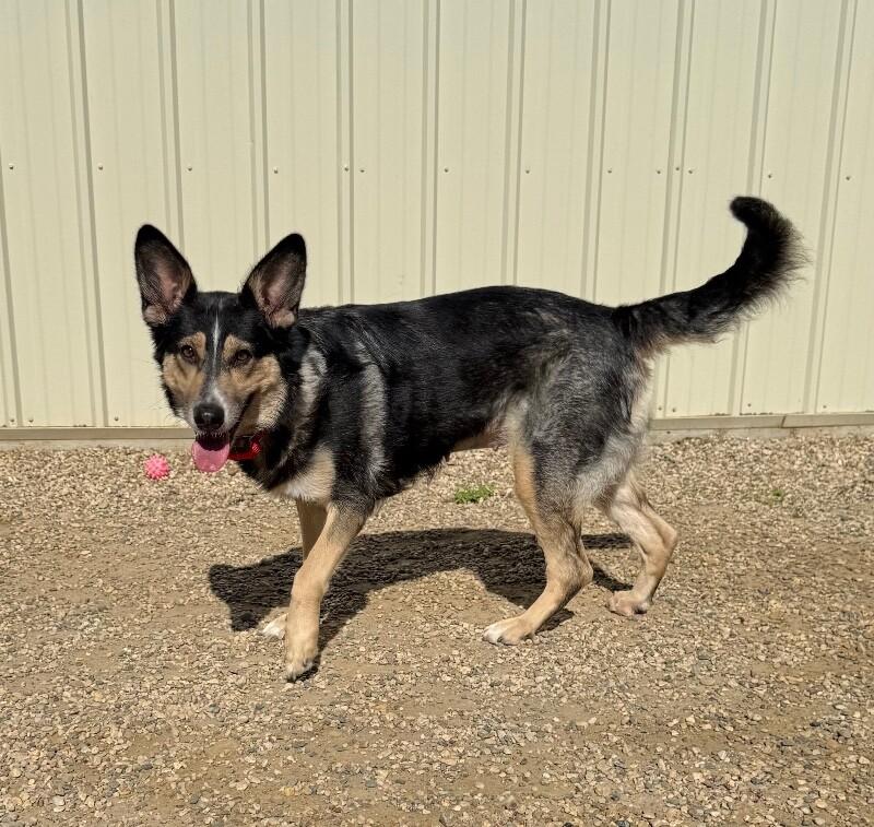 Simba, a Adoptable mixed breed in Yankton, SD image 6/6