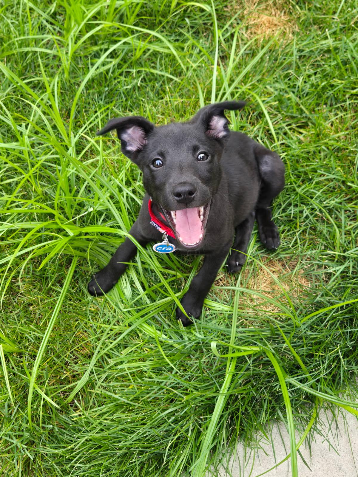 Howard, Adoptable, Young Male Mixed Breed.