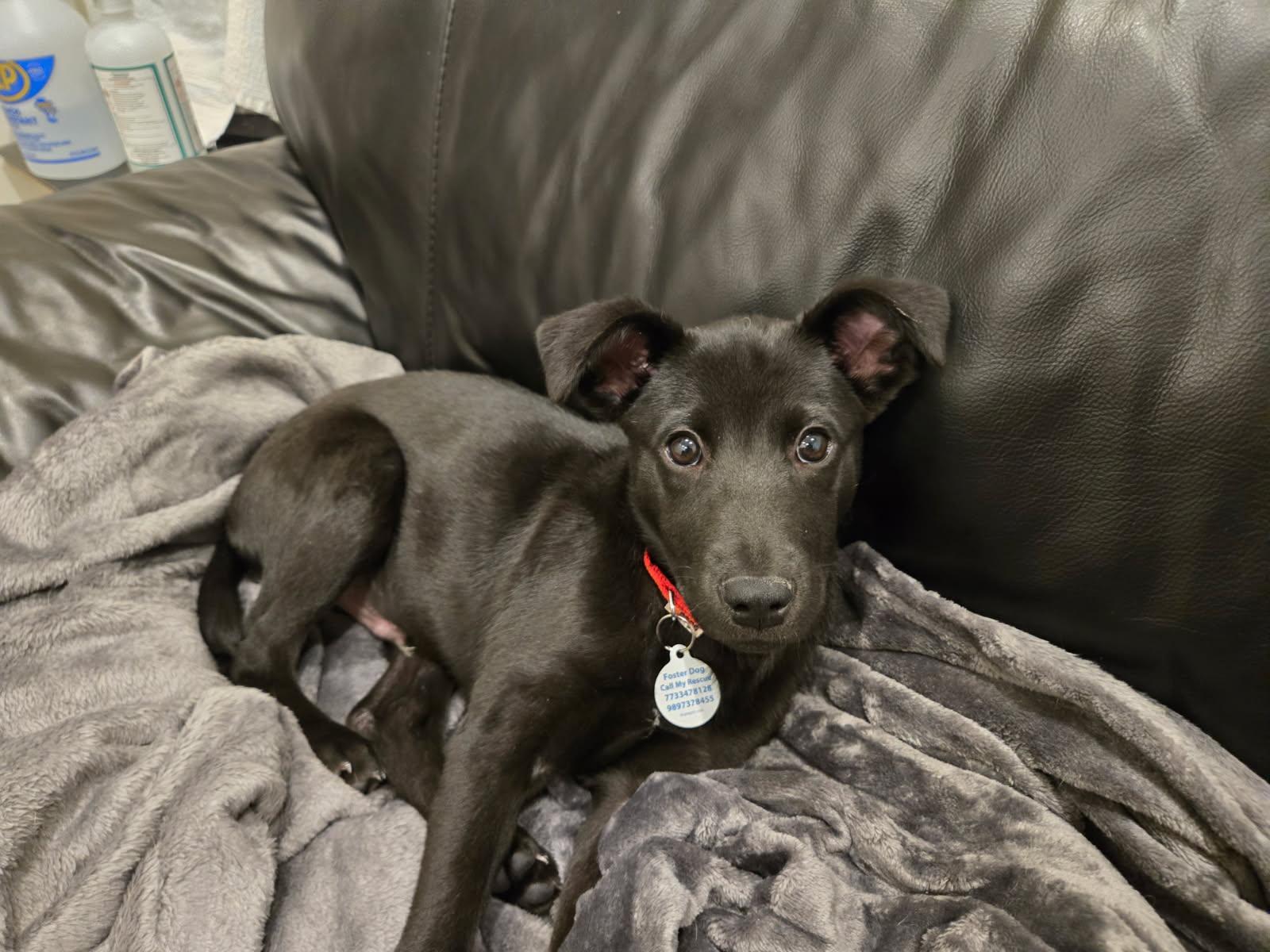 Enlarge Howard, a Adoptable Mixed Breed in Chicago, IL image 3/5