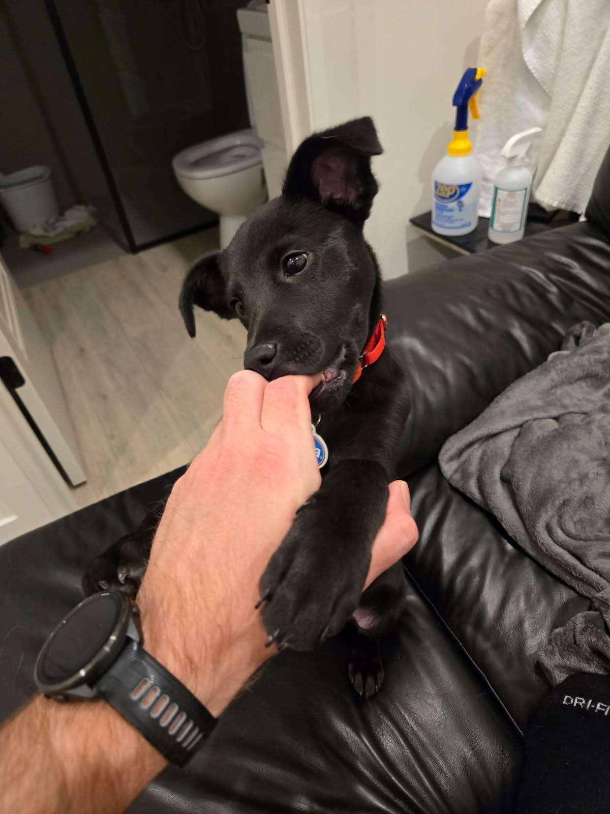 Enlarge Howard, a Adoptable Mixed Breed in Chicago, IL image 2/5