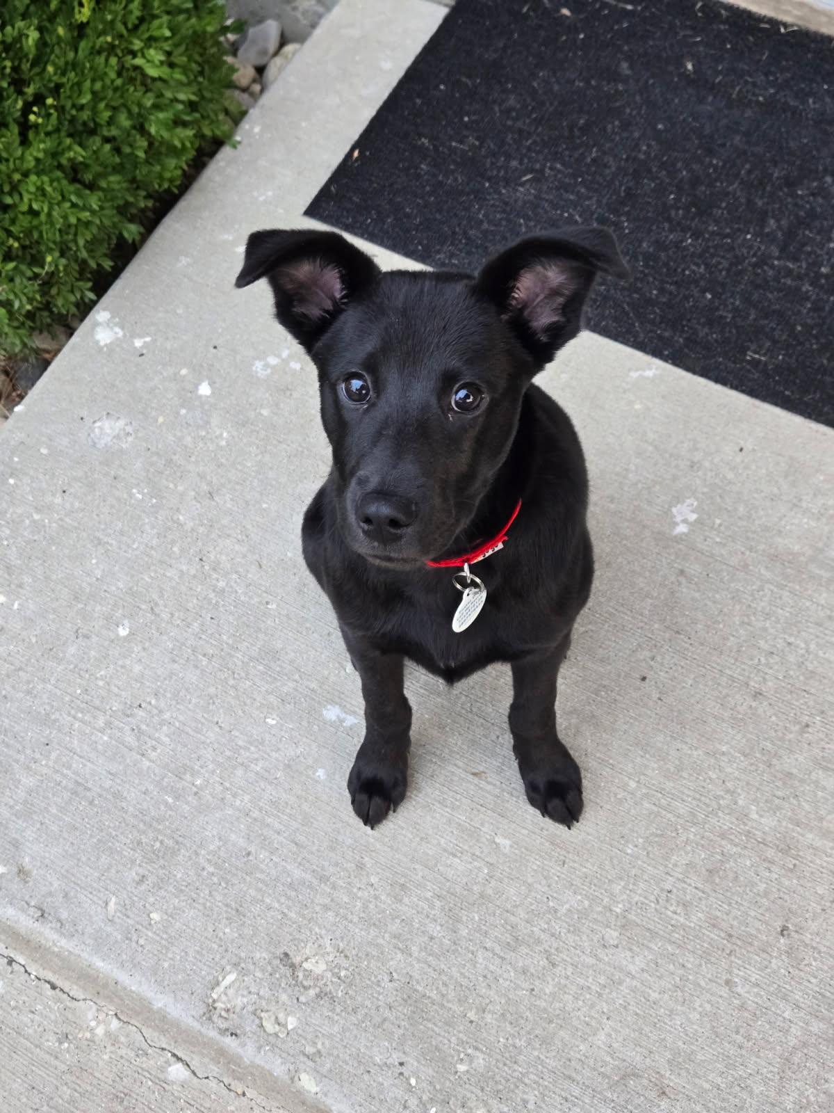 Enlarge Howard, a Adoptable Mixed Breed in Chicago, IL image 1/5