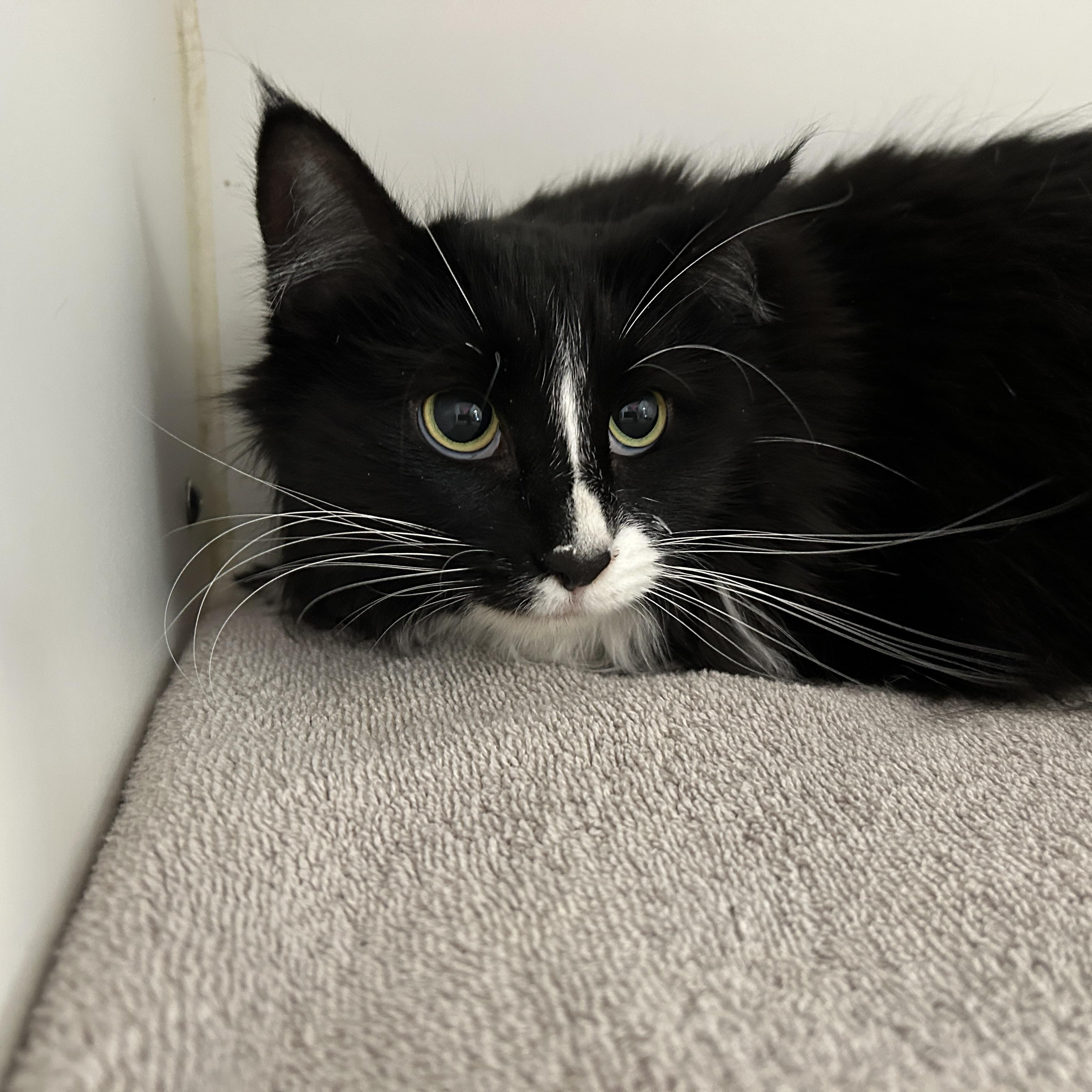 Enlarge Teddy & Kate Pierce, a ADOPTABLE Domestic Medium Hair in La Grange Park, IL image 1/6