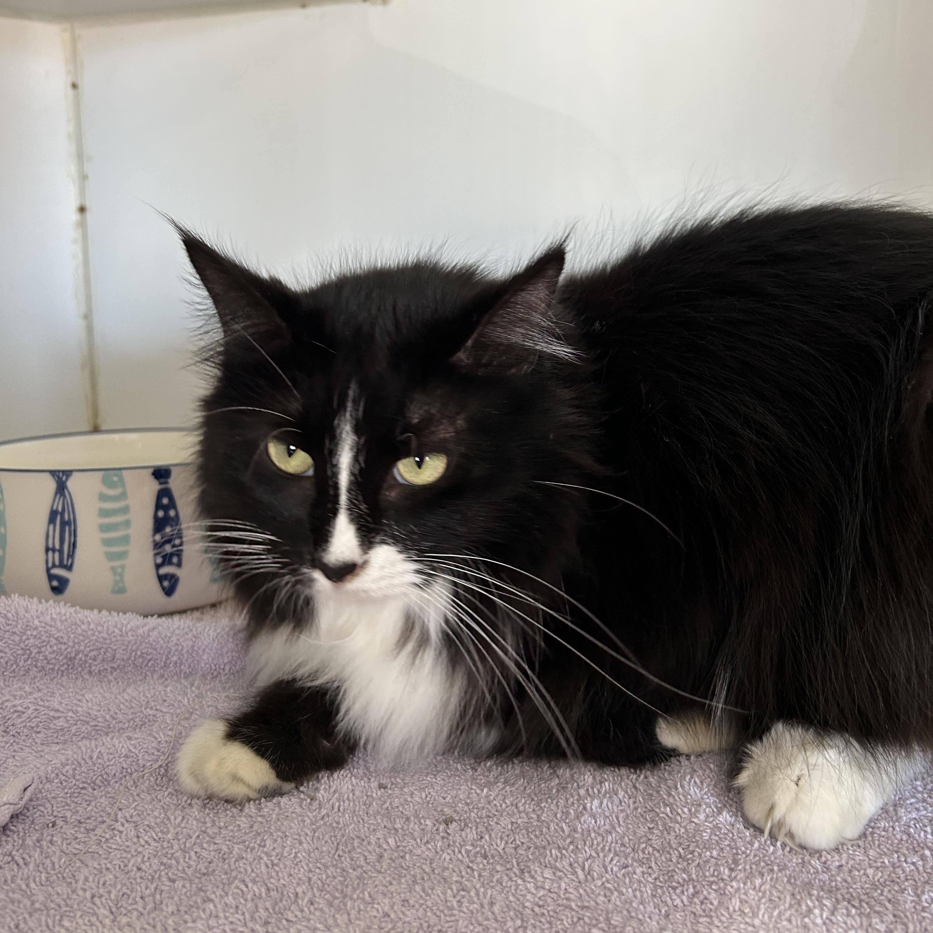 Enlarge Teddy & Kate Pierce, a ADOPTABLE Domestic Medium Hair in La Grange Park, IL image 4/5